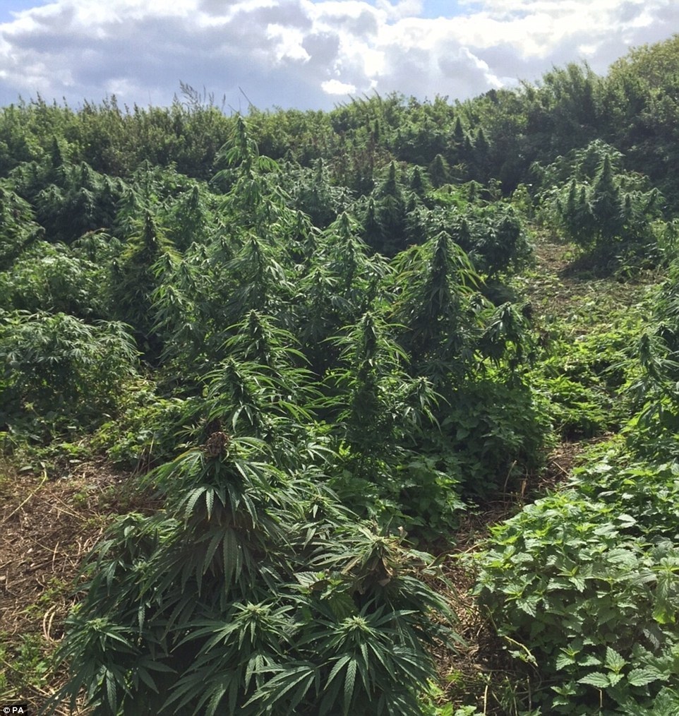 Those Weren't Christmas Trees Discovered in A Southwest London 'Forest'